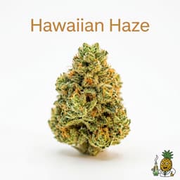 Hawaiian Haze cannabis strain