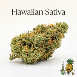 Hawaiian Sativa cannabis strain