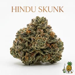Hindu Skunk cannabis strain
