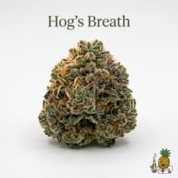 Hog's Breath cannabis strain
