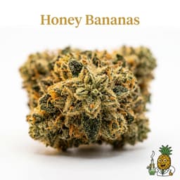 Honey Bananas cannabis strain