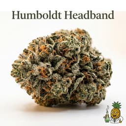 Humboldt Headband cannabis strain