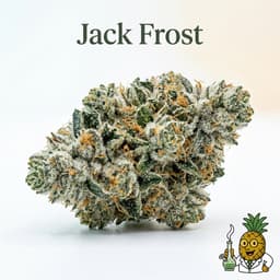 Jack Frost cannabis strain