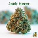 Jack Herer cannabis strain