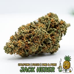 Jack Herer cannabis strain