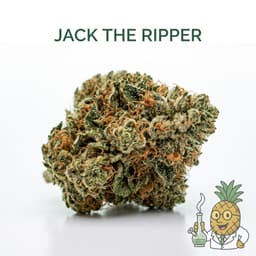 Jack the Ripper cannabis strain