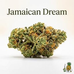 Jamaican Dream cannabis strain