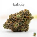 Jealousy cannabis strain