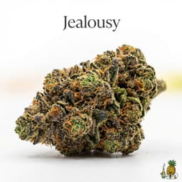 Jealousy cannabis strain