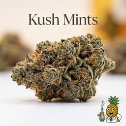 Kush Mints cannabis strain