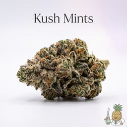 Kush Mints cannabis strain