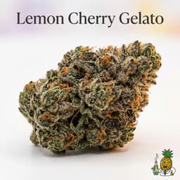 Lemon Cherry Gelato cannabis strain