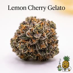 Lemon Cherry Gelato cannabis strain