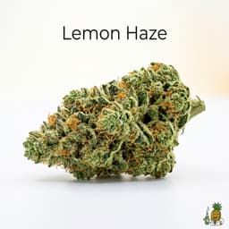 Lemon Haze cannabis strain