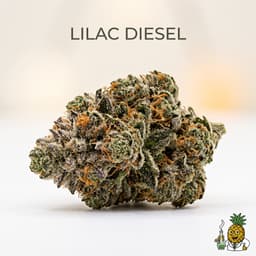 Lilac Diesel cannabis strain