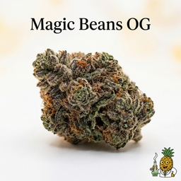 Magic Beans OG cannabis strain