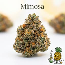 Mimosa cannabis strain