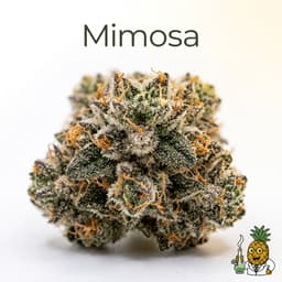 Mimosa cannabis strain