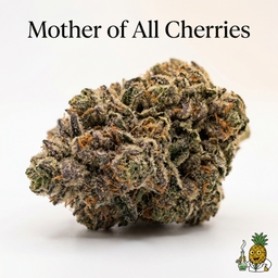 Mother of All Cherries cannabis strain