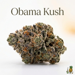Obama Kush cannabis strain