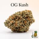 OG Kush cannabis strain