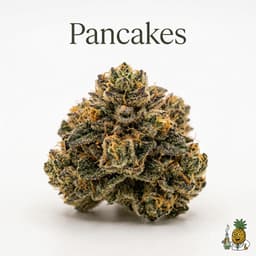 Pancakes cannabis strain