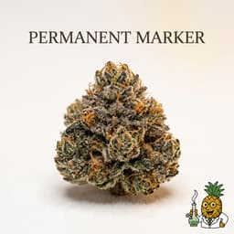 Permanent Marker cannabis strain
