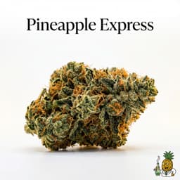 Pineapple Express cannabis strain