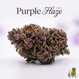 Purple Haze cannabis strain