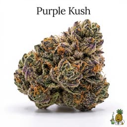 Purple Kush cannabis strain
