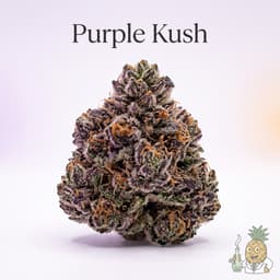 Purple Kush cannabis strain