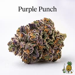 Purple Punch cannabis strain