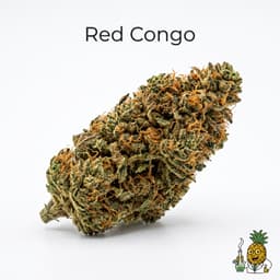 Red Congo cannabis strain