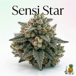 Sensi Star cannabis strain