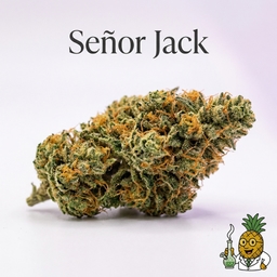 SeΓ±or Jack cannabis strain