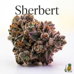 Sherbert cannabis strain