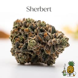 Sherbert cannabis strain