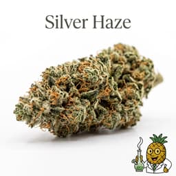 Silver Haze cannabis strain