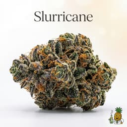 Slurricane cannabis strain