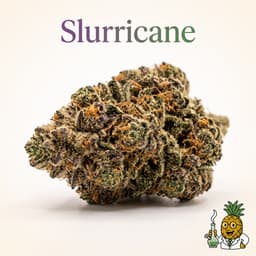 Slurricane cannabis strain
