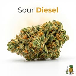 Sour Diesel cannabis strain