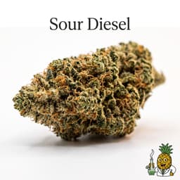 Sour Diesel cannabis strain