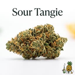 Sour Tangie cannabis strain