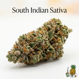 South Indian Sativa cannabis strain