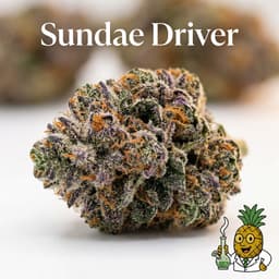 Sundae Driver cannabis strain