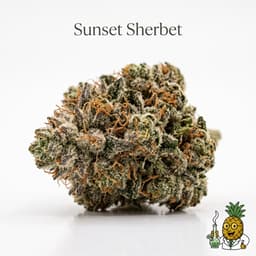 Sunset Sherbet cannabis strain