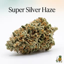 Super Silver Haze cannabis strain