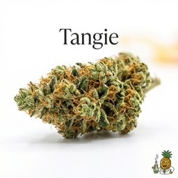 Tangie cannabis strain