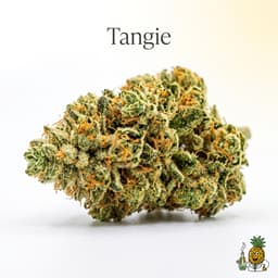 Tangie cannabis strain