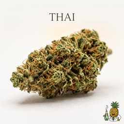 Thai cannabis strain